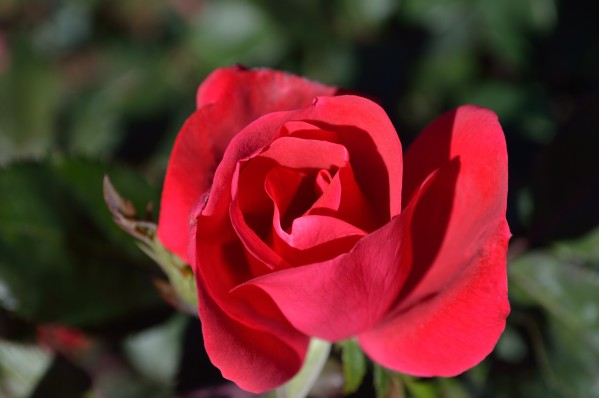 Red Rose Classic Flower of Love by Michelle K Wood
